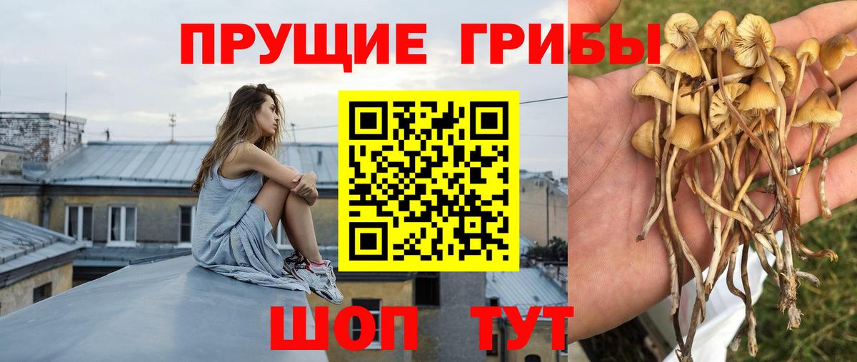 Галлюциногенные грибы Psilocybine cubensis Ликино-Дулёво